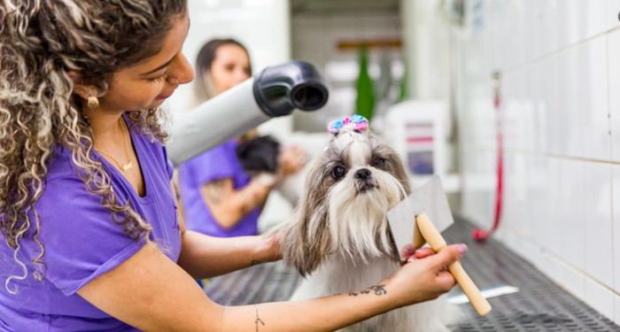 Cão sendo escovado e secado durante o banho e tosa na Agropecuária Azenha