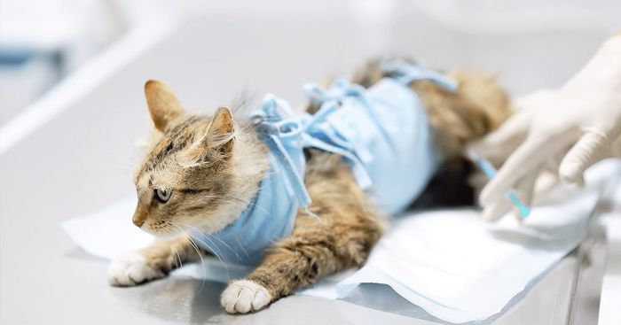 Gato em recuperação pós-cirúrgica após castração na Agropecuária Azenha