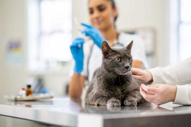 Gato sendo atendido por veterinária especialista na Agropecuária Azenha