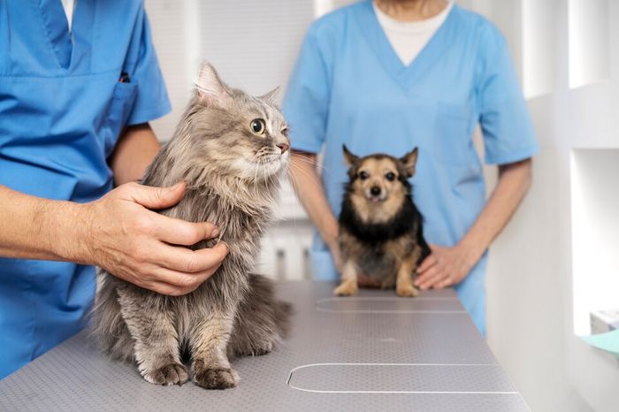 Gato e cão sendo atendidos em consulta na Agropecuária Azenha