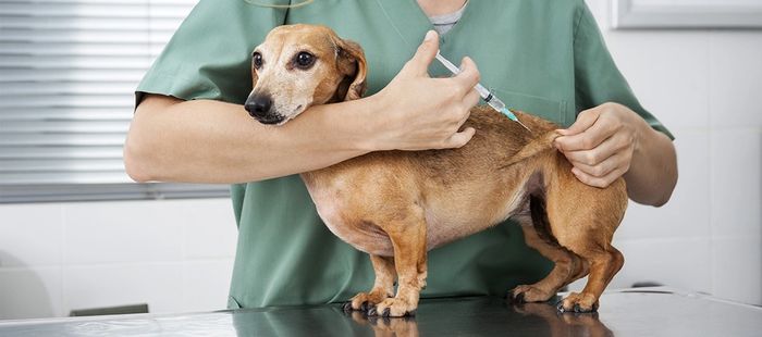 Cão recebendo vacina aplicada por profissional da Agropecuária Azenha